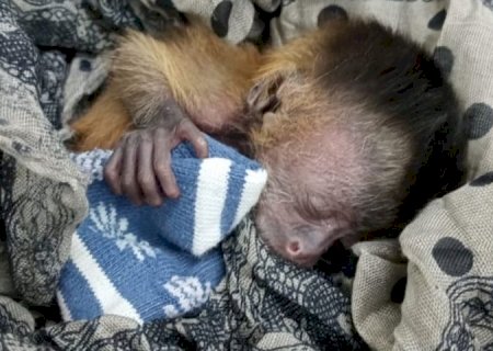 Filhote de macaco-prego é salvo após incêndios no Pantanal e tratado no Hospital Ayty