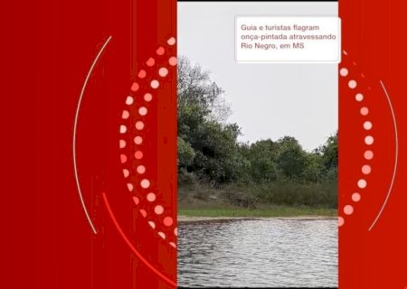 'É muito linda': onça-pintada atravessa rio no Pantanal de MS e surpreende grupo de turistas; veja vídeo