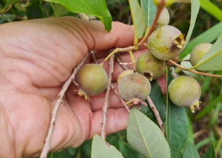 Seminário Estadual da Guavira vai discutir biodiversidade e geração de renda