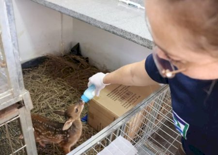 Hospital Ayty, do Imasul, é esperança para mais de 60 filhotes órfãos e sob cuidados intensivos