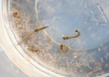 Boletim Epidemiológico: MS registra 15.901 casos confirmados de dengue