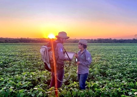 Sustentabilidade: florestas plantadas em MS contribuem para a meta de carbono neutro