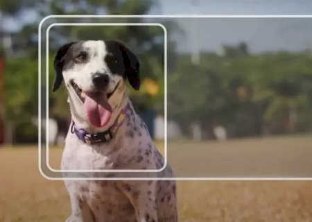Carteira nacional para pets chega a MS para facilitar controle e a proteção animal