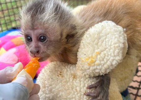 CRAS/Imasul acolhe filhote de macaco-prego com fratura e inicia cuidados intensivos para recuperação