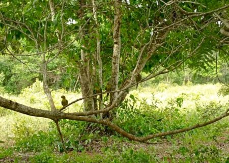 Imasul realiza soltura de mais de 60 animais silvestres no Recanto Ecológico Rio da Prata