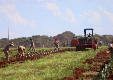 Governo de MS concede benefício fiscal para incentivar a expansão da citricultura no Estado