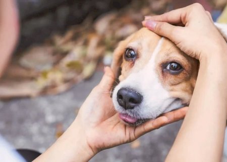 Campanha Dezembro Verde combate o abandono de animais e conscientiza sobre adoção responsável