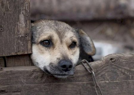 Crimes de maus-tratos a animais em MS podem ser denunciados pela Delegacia Virtual