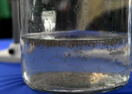 Boletim Epidemiológico: MS registra 253 casos confirmados de dengue