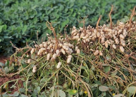 Diversificação agrícola faz o cultivo do amendoim crescer e consolida MS como 2º maior produtor no país