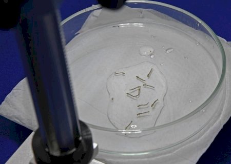 Boletim Epidemiológico: MS registra 25 casos confirmados de dengue