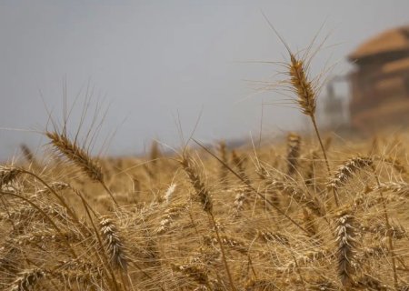 Conab estima safra recorde de 325,7 milhões de toneladas