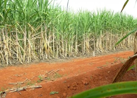 “Super enzima' de bactéria pode transformar resíduos em biocombustível
