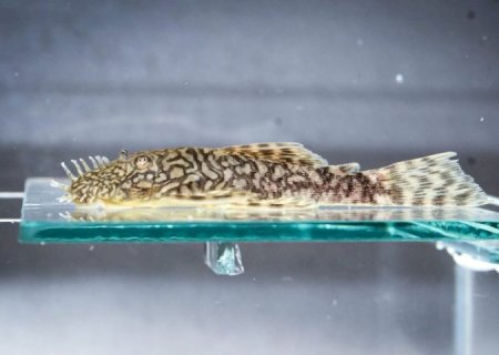 Bioparque Pantanal reforça conservação com mais uma reprodução inédita para a ciência no mundo