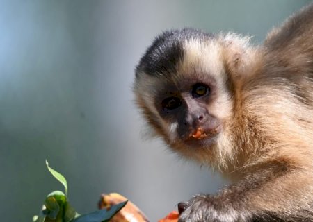Imasul leva tuiuiú e oito macacos-prego reabilitados no CRAS para ambientação no Pantanal