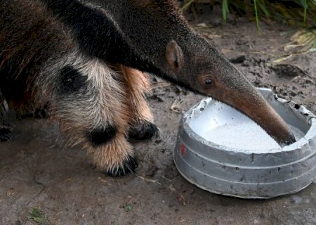 Responsabilidade ambiental: tamanduás tratados pelo Imasul ganham nova chance na natureza