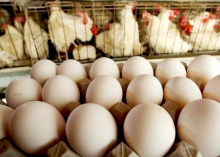 Com perspectiva de aumentar produção, volume das exportações de ovos de MS aos EUA dobra a cada ano