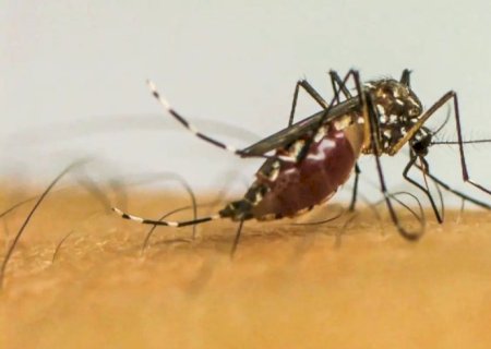 Brasil ultrapassa 1 milhão de casos prováveis de dengue em 2025