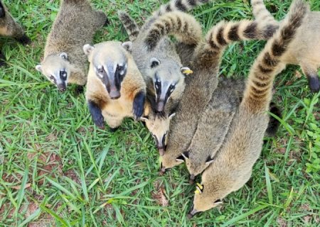 SES e Imasul lançam guia pioneiro sobre convivência com quatis