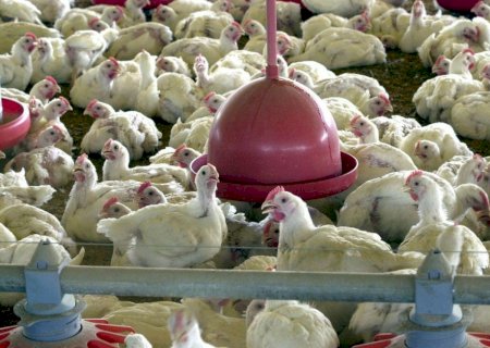 Primeiro foco de gripe aviária em granja comercial é detectado no Brasil