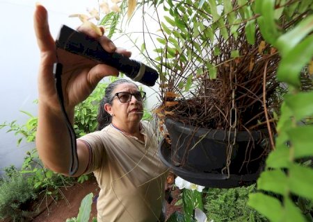Boletim Epidemiológico: MS registra 4.796 casos confirmados de dengue