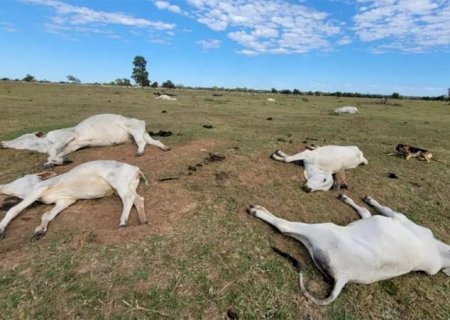 Proximidade de frio intenso renova alerta para risco de morte de animais por hipotermia; veja medidas preventivas