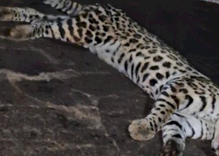 Jaguatirica é encontrada morta na BR-376 após ser atropelada entre Ivinhema e Nova Andradina