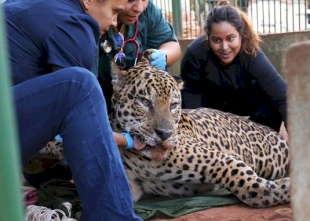 Onça-pintada capturada no Pantanal é transferida para área específica de fauna silvestre em SP