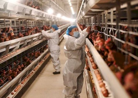 Argentina suspende parte das importações de produtos avícolas do Brasil