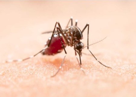 Criança de 8 anos morre de dengue em Mato Grosso do Sul