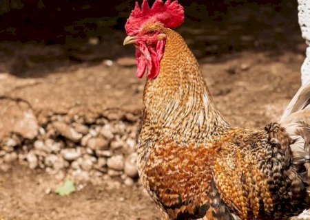 Casal é multado em mais de R$ 36 mil por manter 35 galos em situação de maus-tratos
