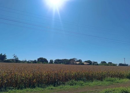 Geadas causam perdas entre 10% e 30% em áreas pontuais, mas safra de milho segue positiva em MS