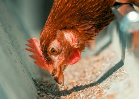 Dia da Avicultura: a importância da integração entre grãos e aves em Mato Grosso do Sul