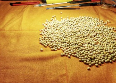 Aprosoja/MS participa do 7ª edição do Seminário Desafios da Liderança Brasileira no Mercado Mundial de Soja
