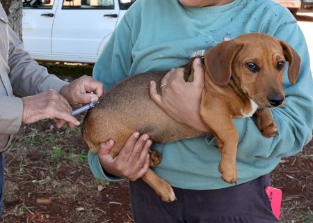 Dourados vacina cães e gatos em drive-thru neste sábado na prefeitura