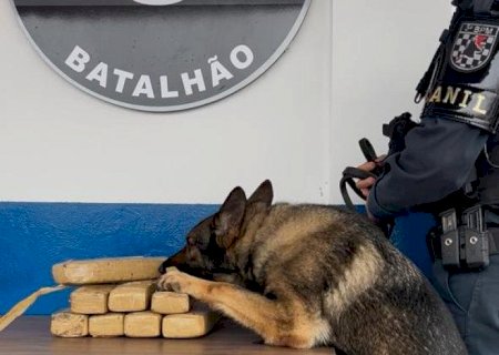 Cão farejador da PM encontra maconha em carro adquirido em leilão em Dourados