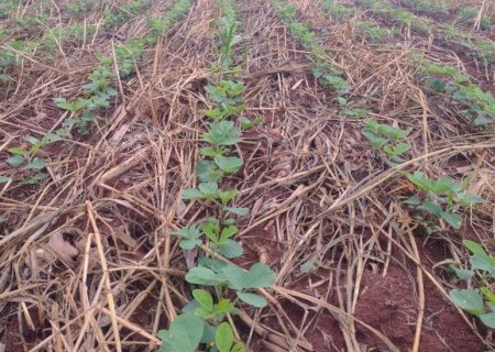 Soja: mais de 16% da área foi plantada em MS