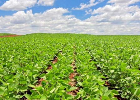 Plantio de soja ultrapassa metade da área estimada em Mato Grosso do Sul