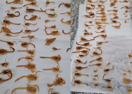 Dedetização encontra cerca de 100 escorpiões em residência de MS