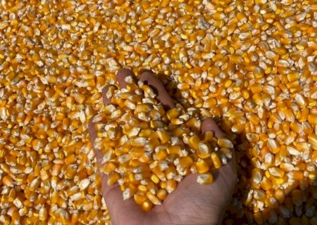 Produtividade do milho aumenta mais de 60% em Mato Grosso do Sul, aponta levantamento do SIGA-MS