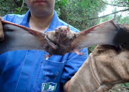 Primeiro caso de raiva animal em 2026 mobiliza alerta sanitário no norte de MS