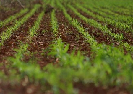 Colheita da soja avança em MS e plantio do milho já supera 75%, aponta Aprosoja/MS