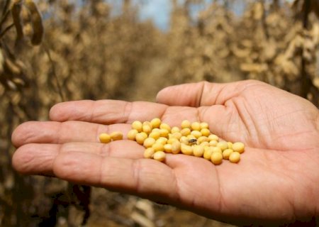 Preço da soja sobe 3,18%, mas safra segue mais barata que em 2025