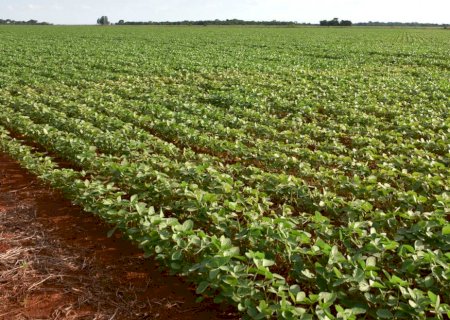 Expansão da soja coloca Mato Grosso do Sul entre os destaques da safra brasileira
