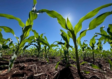 Fertilizantes mantêm preços elevados e podem pressionar custo da próxima safra em Mato Grosso do Sul