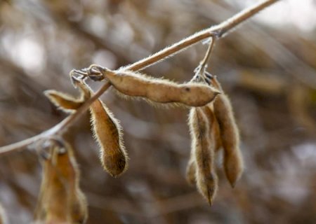 Festa do Pé de Soja Solteiro movimentou Laguna Carapã com tradição, tecnologia e safra em alta