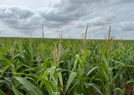 MS: Milho ganha protagonismo e reforça papel estratégico no agro brasileiro