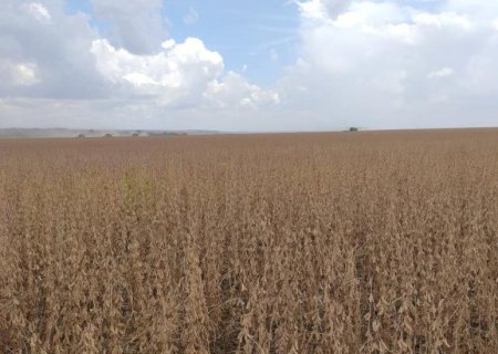 MAPA define período de vazio sanitário e o calendário de semeadura da soja para a safra 2026/2027