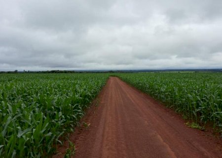 Colheita da soja se aproxima do fim e plantio do milho alcança 99,5% da área estimada