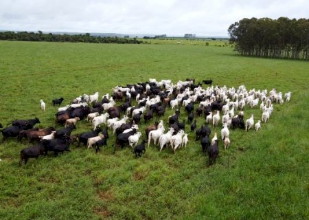 Frente fria acende alerta para risco de hipotermia em rebanhos e Iagro orienta produtores rurais em MS
